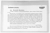 Ravenelia baumiana image